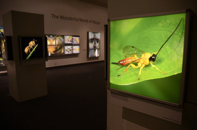 Wasp_exhibition__DSC3395